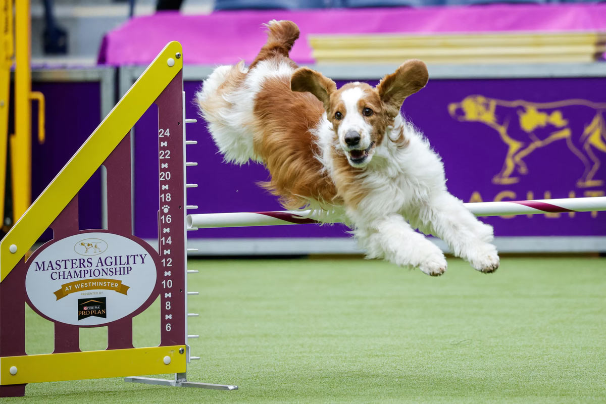   Westminster Kennel Club 2024