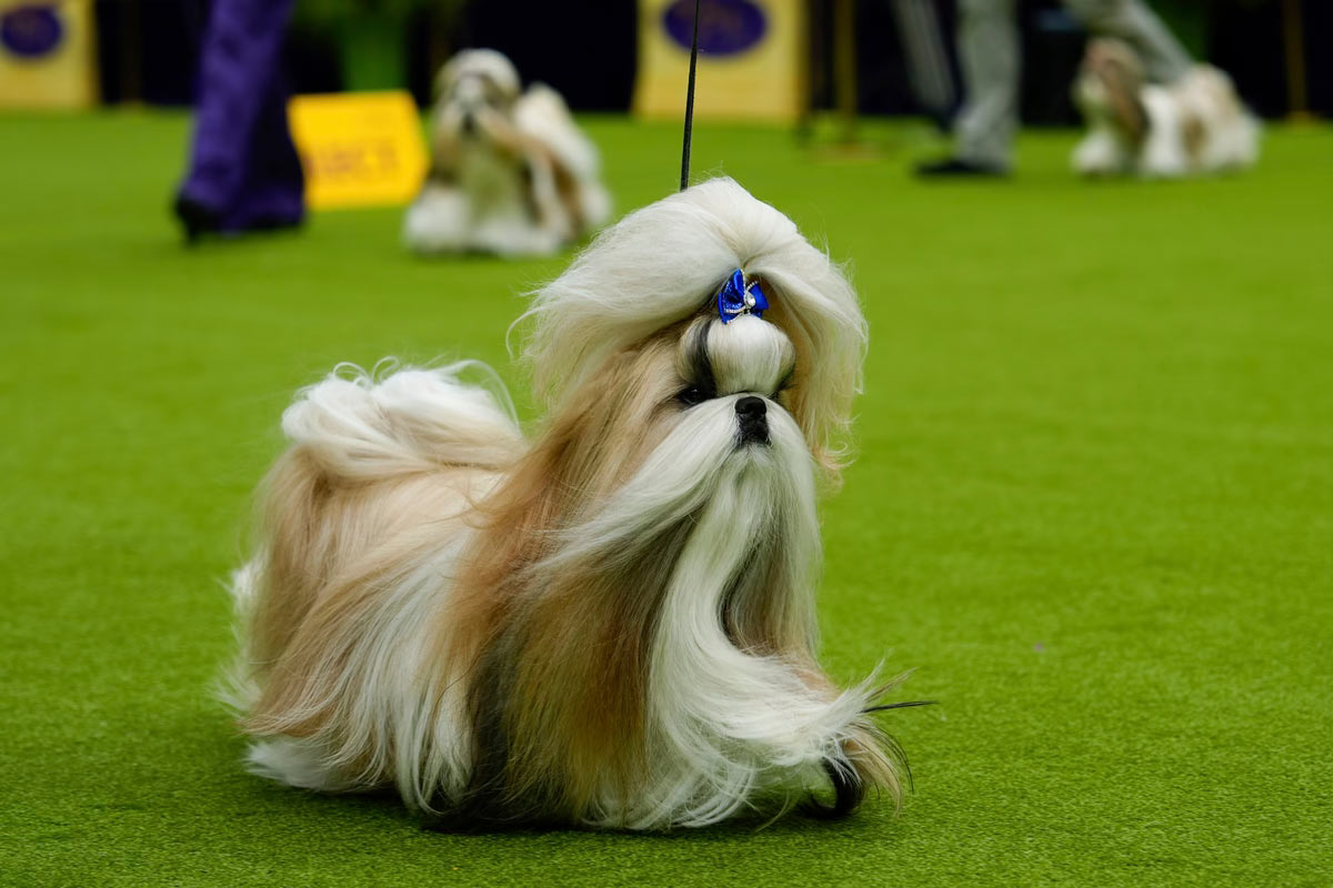   Westminster Kennel Club 2024