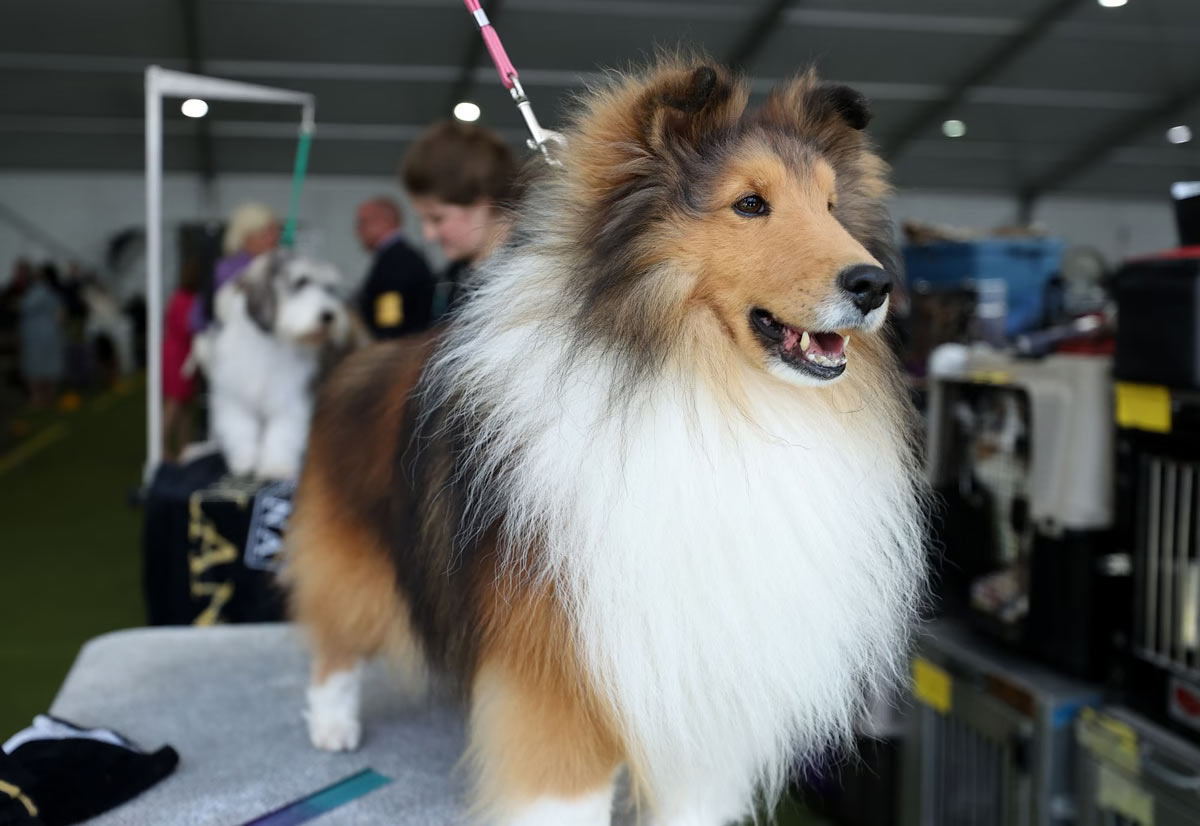   Westminster Kennel Club 2024