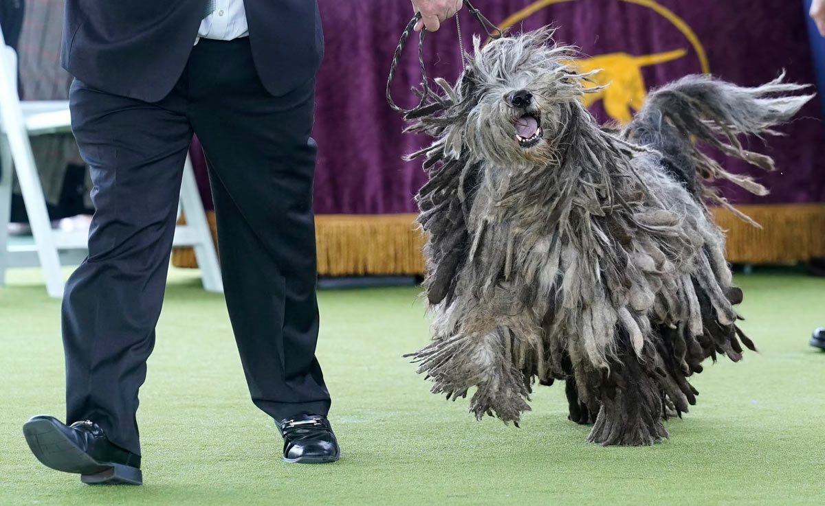   Westminster Kennel Club 2024