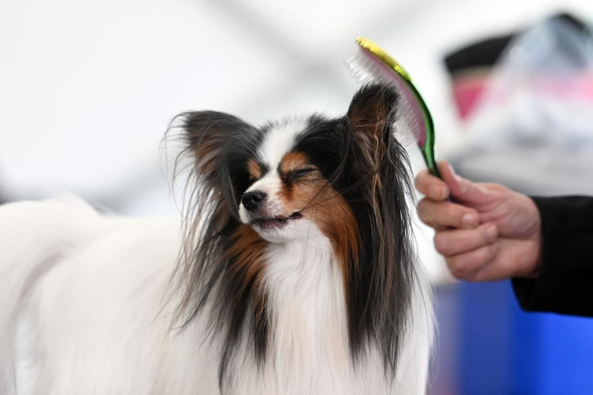   Westminster Kennel Club 2024