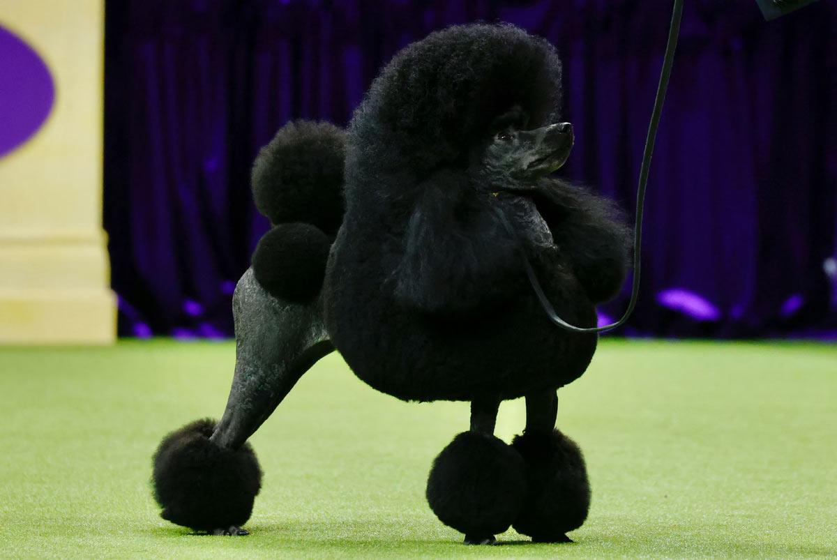   Westminster Kennel Club 2024