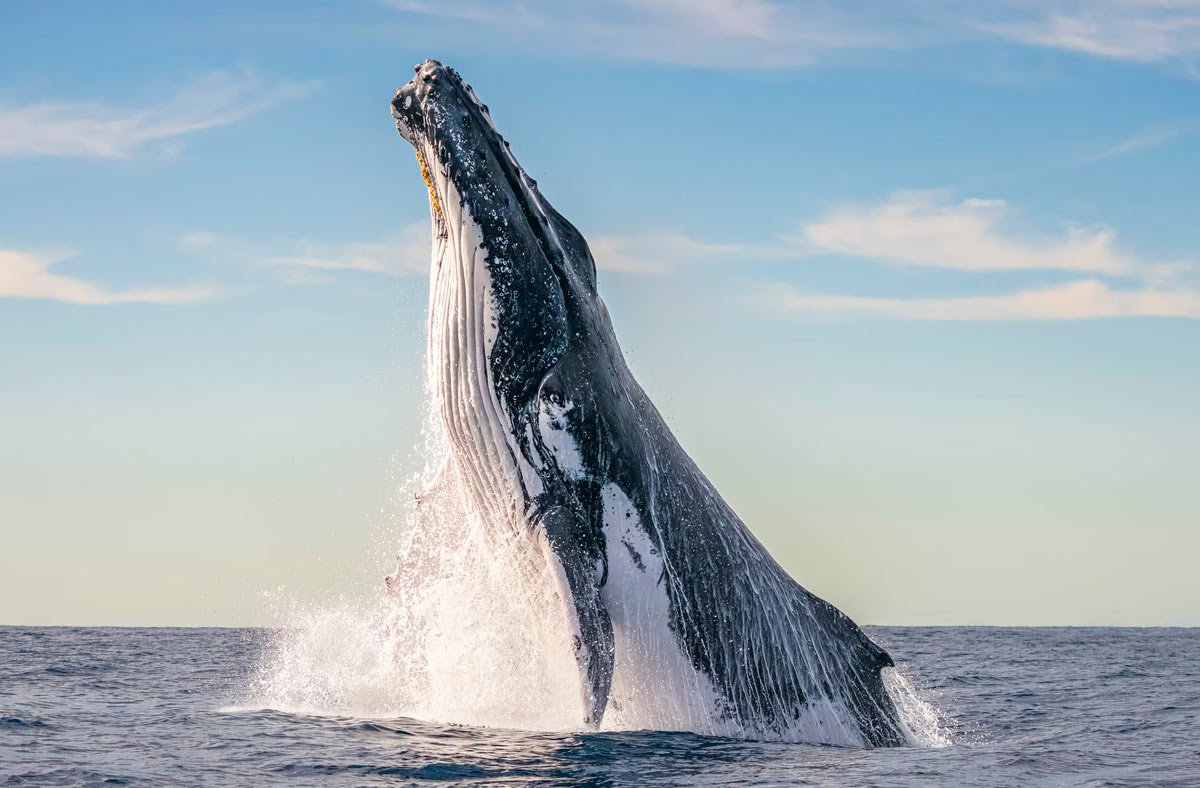    Ocean Photographer of the Year 2024