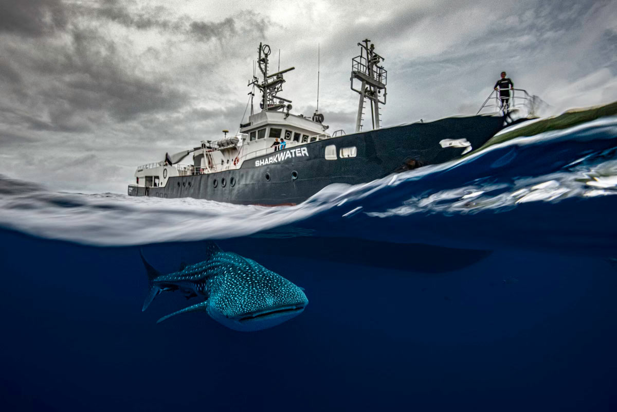    Ocean Photographer of the Year 2024