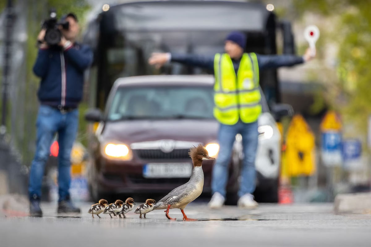       Bird Photographer of the Year 2024