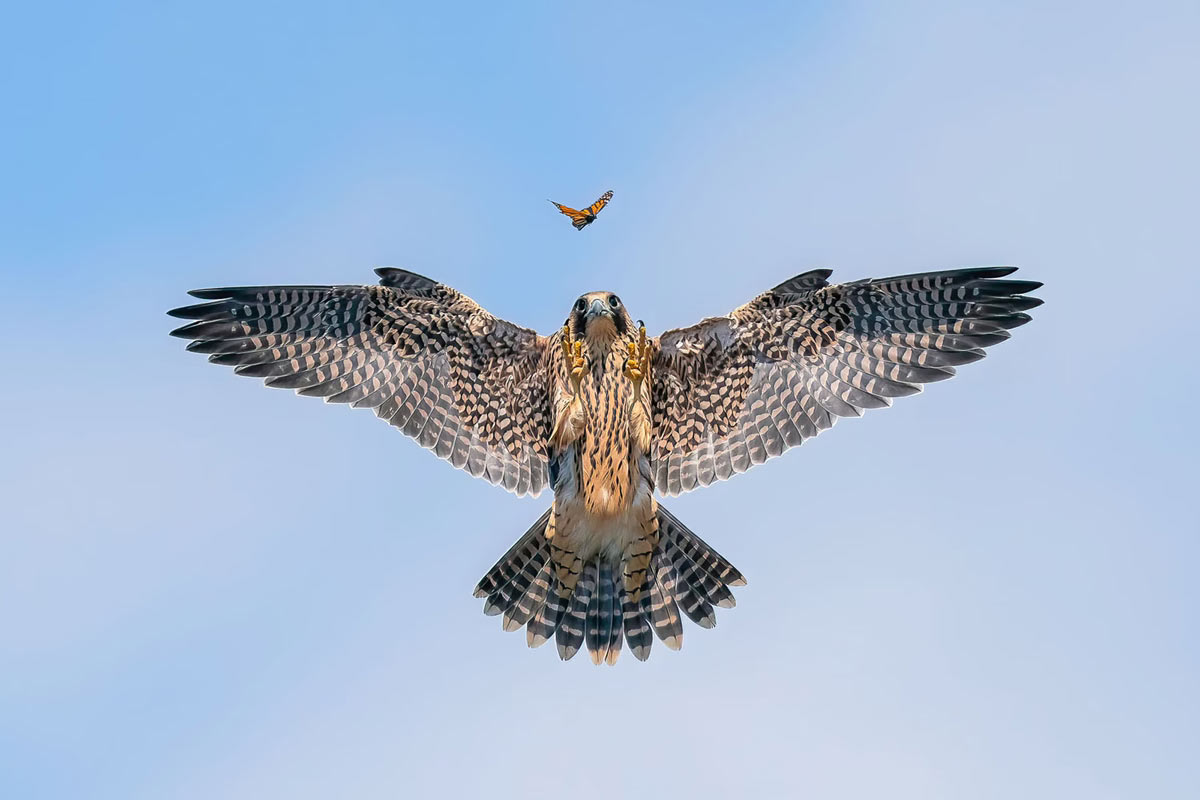       Bird Photographer of the Year 2024