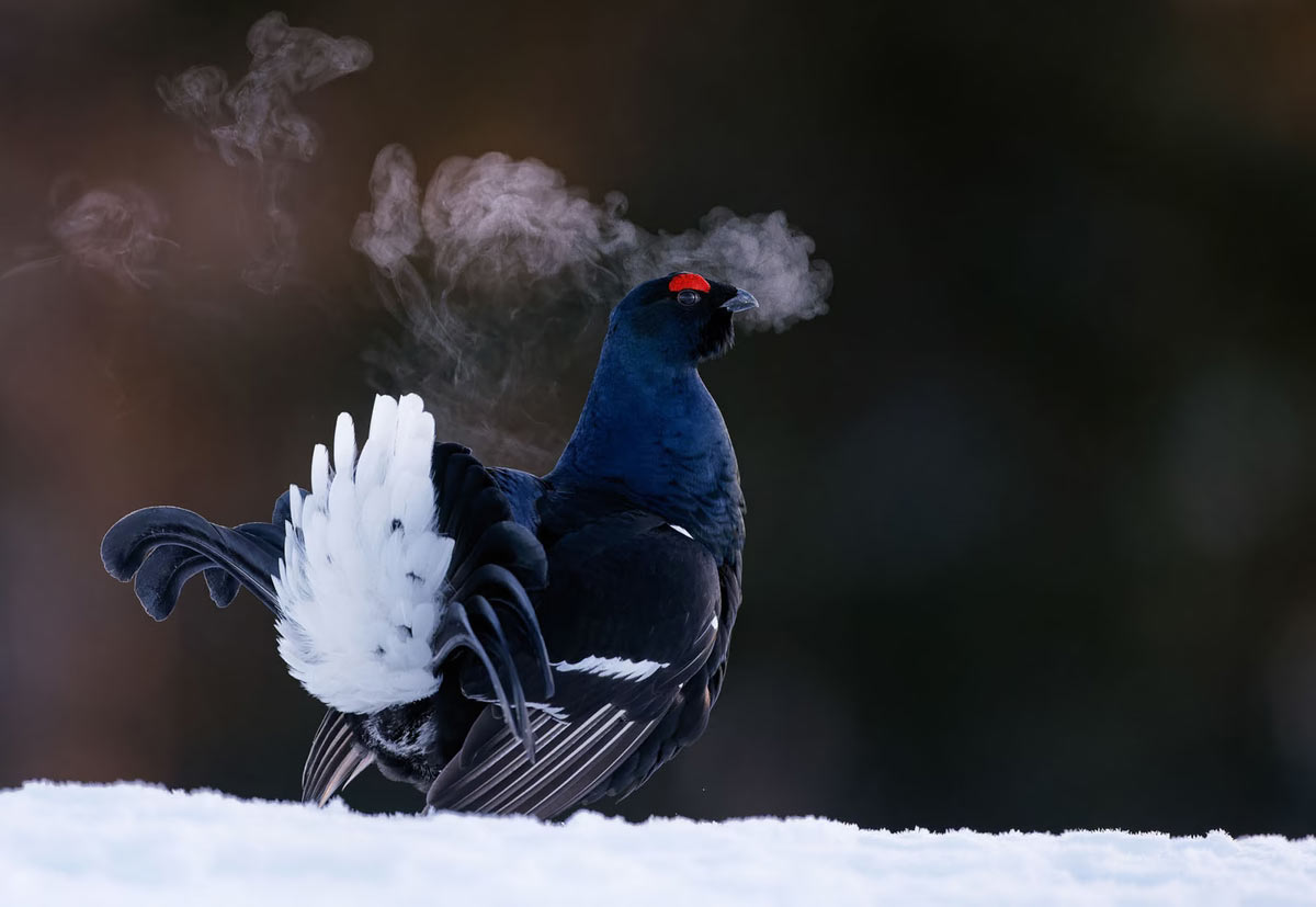       Bird Photographer of the Year 2024