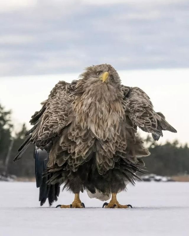  Comedy Wildlife Photography Awards:    