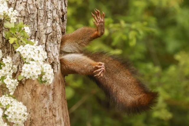  Comedy Wildlife Photography Awards:    