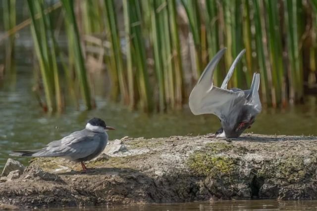  Comedy Wildlife Photography Awards:    