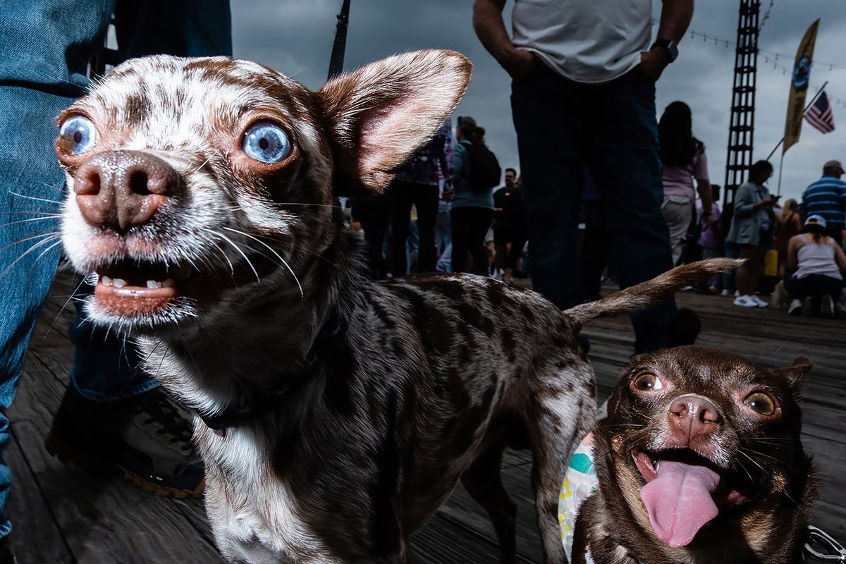    Sony World Photography Awards 2025