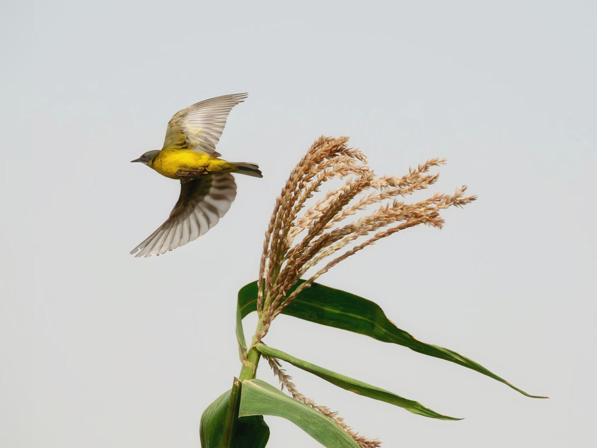    Sony World Photography Awards 2025