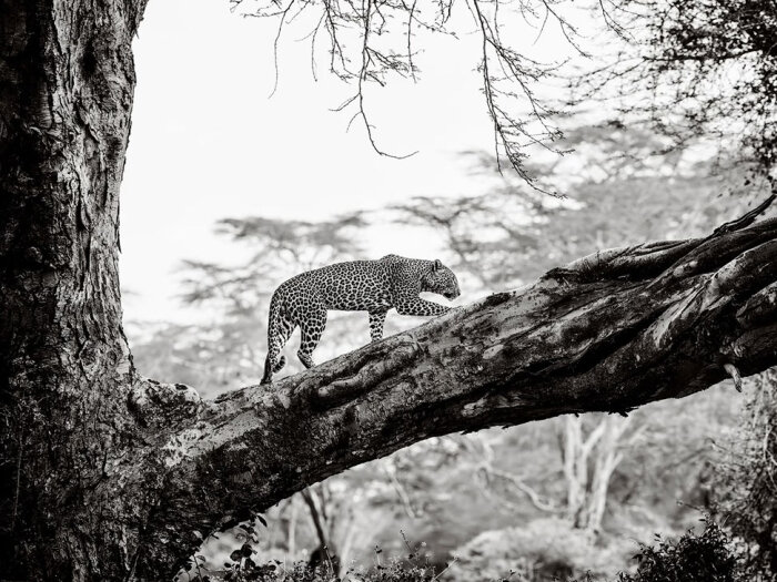    Sony World Photography Awards 2025