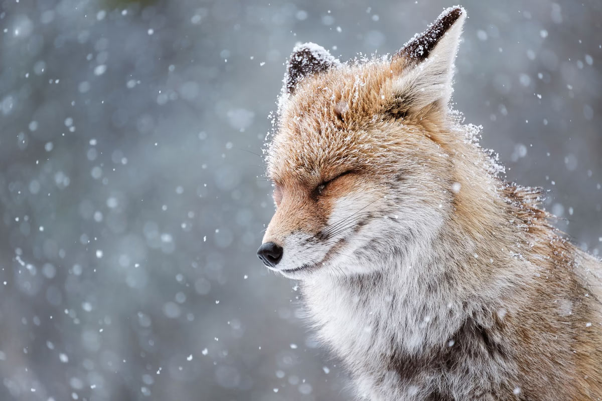    Sony World Photography Awards 2025