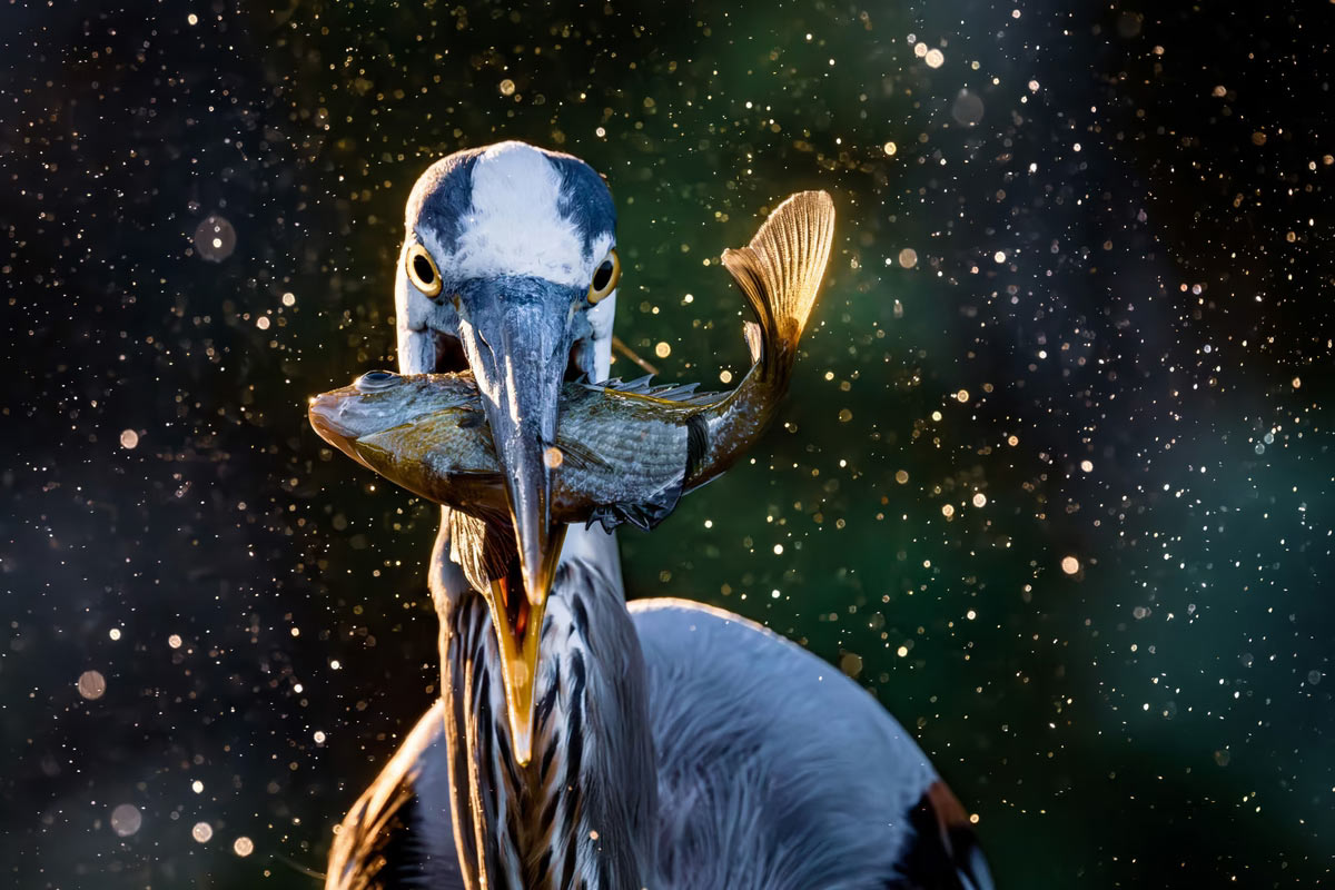    Sony World Photography Awards 2025