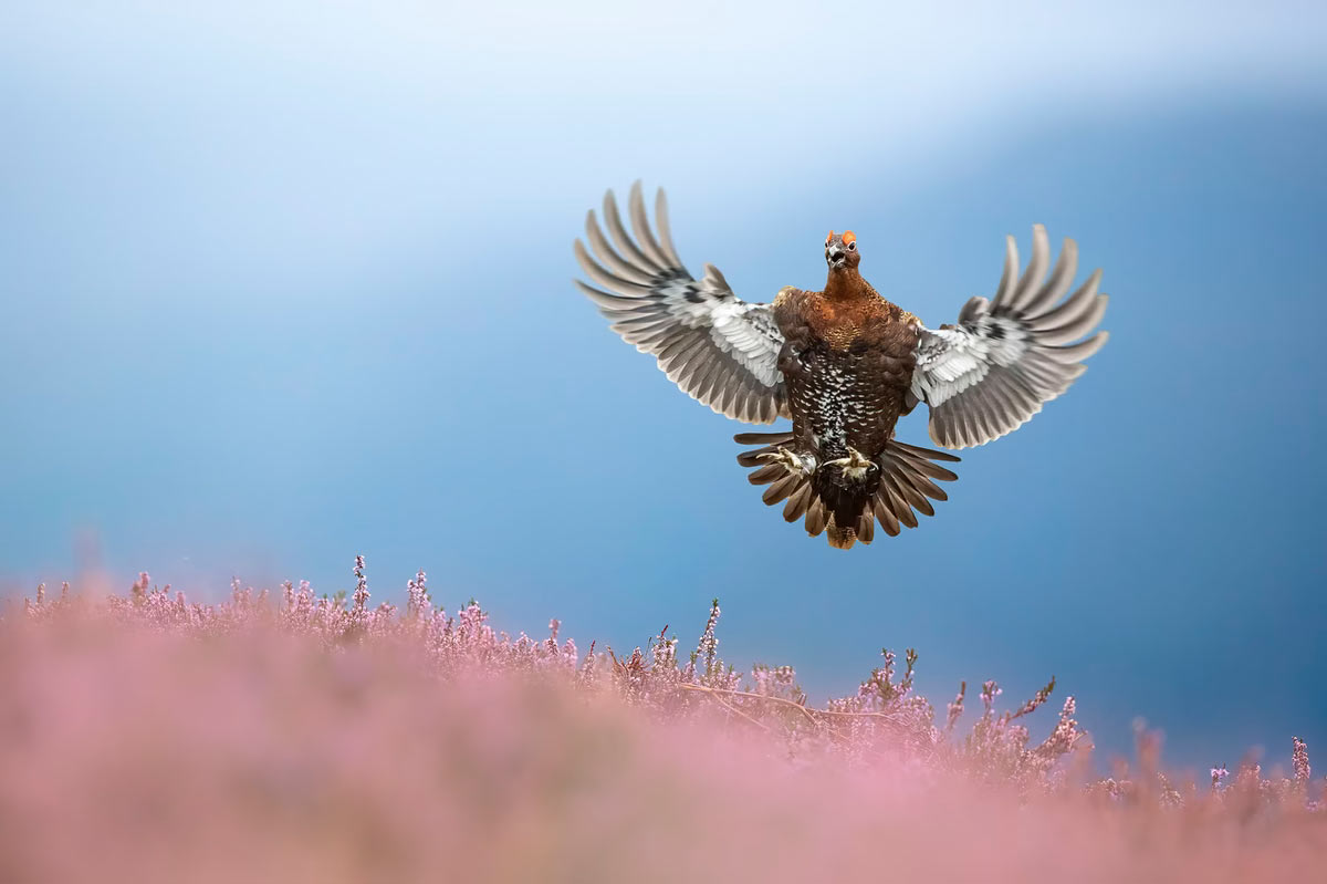  British Wildlife Photography Awards 2025