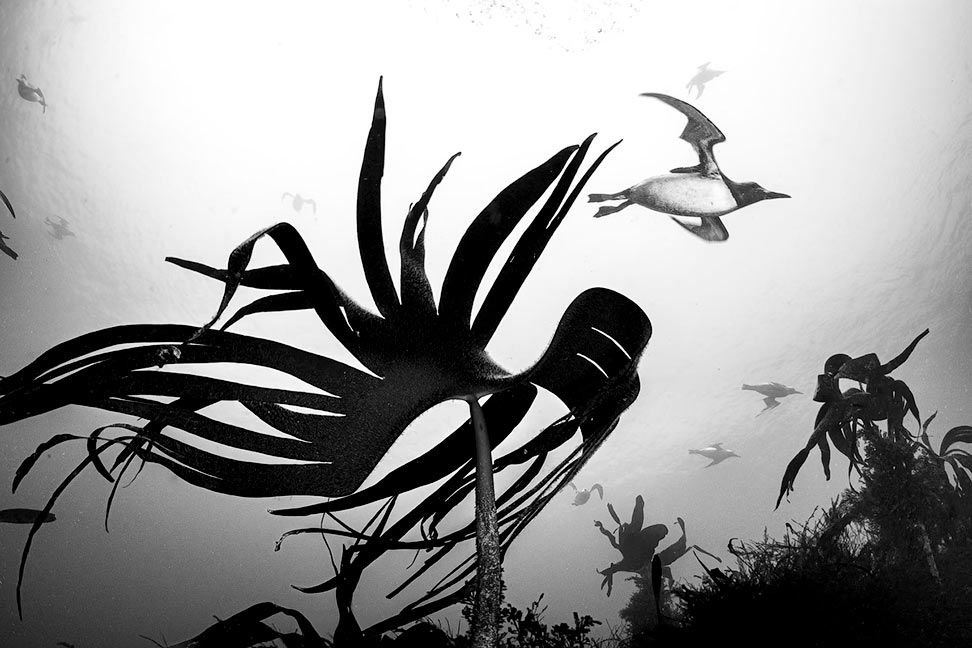  British Wildlife Photography Awards 2025