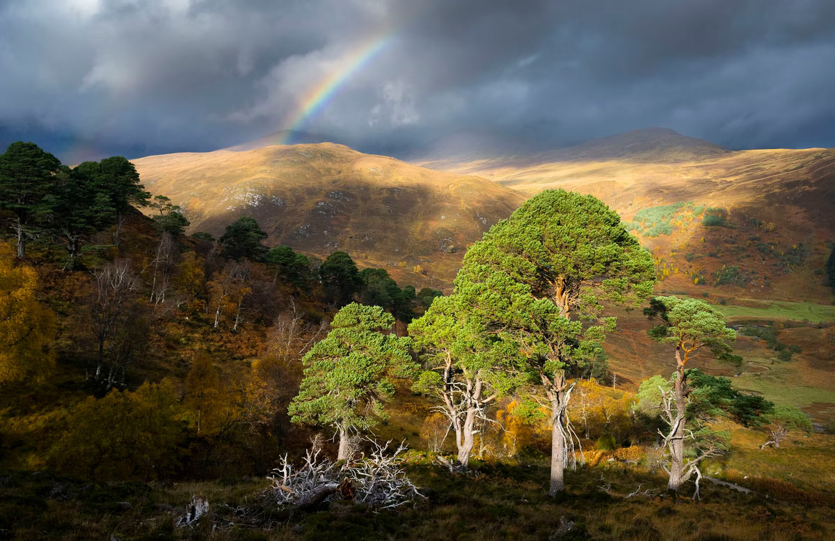  British Wildlife Photography Awards 2025