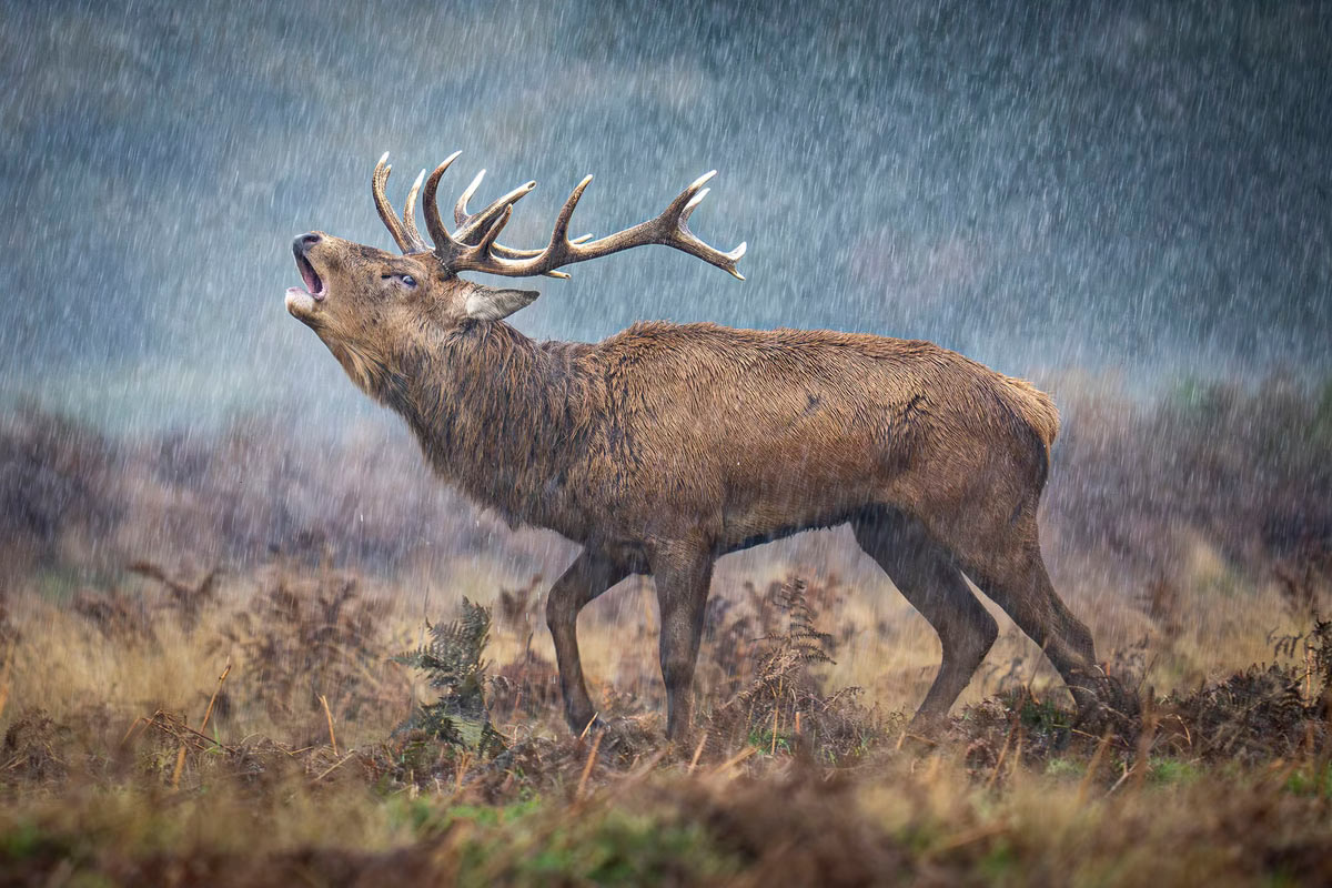  British Wildlife Photography Awards 2025