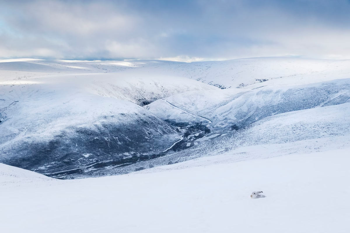  British Wildlife Photography Awards 2025