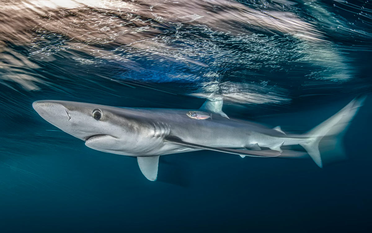  British Wildlife Photography Awards 2025