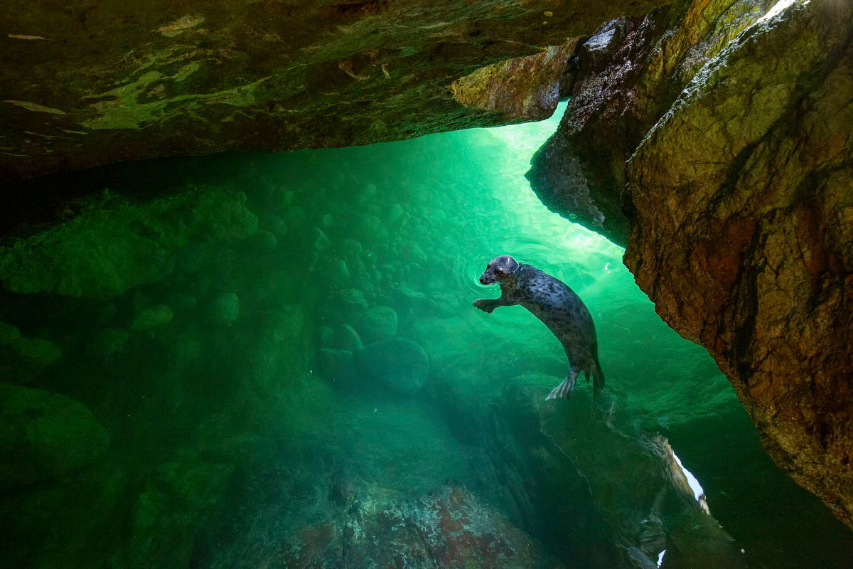  British Wildlife Photography Awards 2025