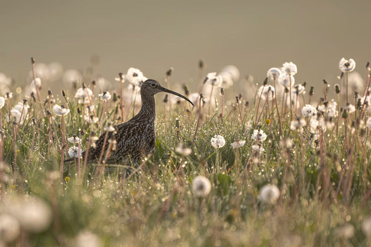  British Wildlife Photography Awards 2025