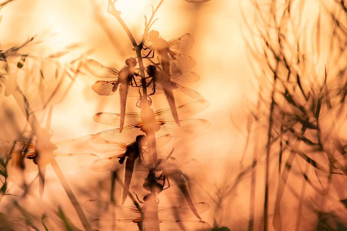  British Wildlife Photography Awards 2025