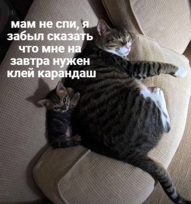Смехотерапия: мемы с животными