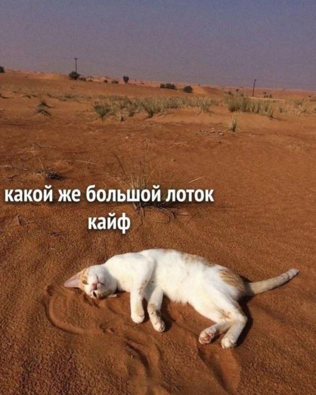 ,    ,     