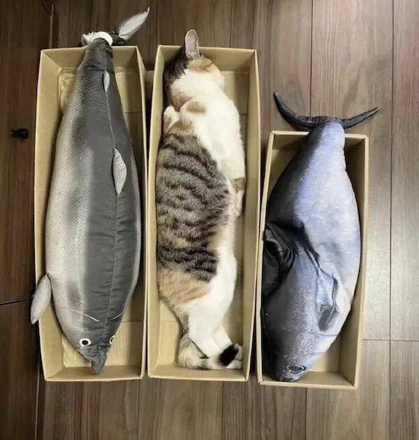 ���������� ��������