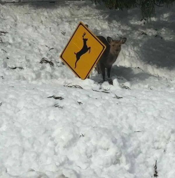 ���������� ��������