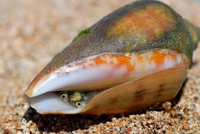 ���������� ��������