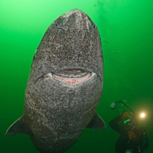 ���������� ��������