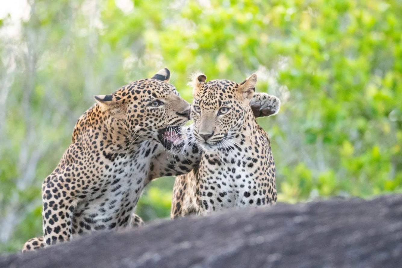 ������� Comedy Wildlife Photography Awards 2025