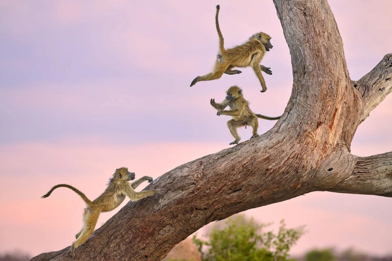 ������� Comedy Wildlife Photography Awards 2025