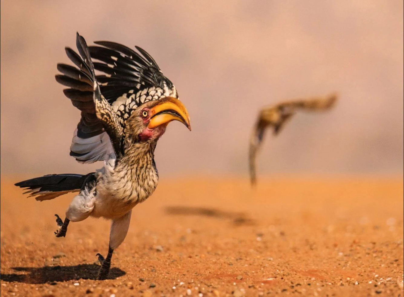 ������� Comedy Wildlife Photography Awards 2025