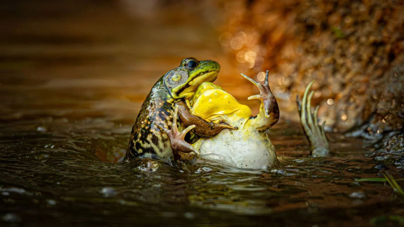 ������� Comedy Wildlife Photography Awards 2025