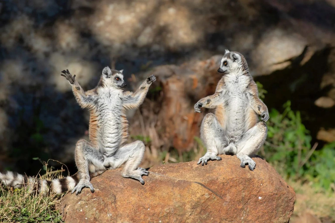 ������� Comedy Wildlife Photography Awards 2025