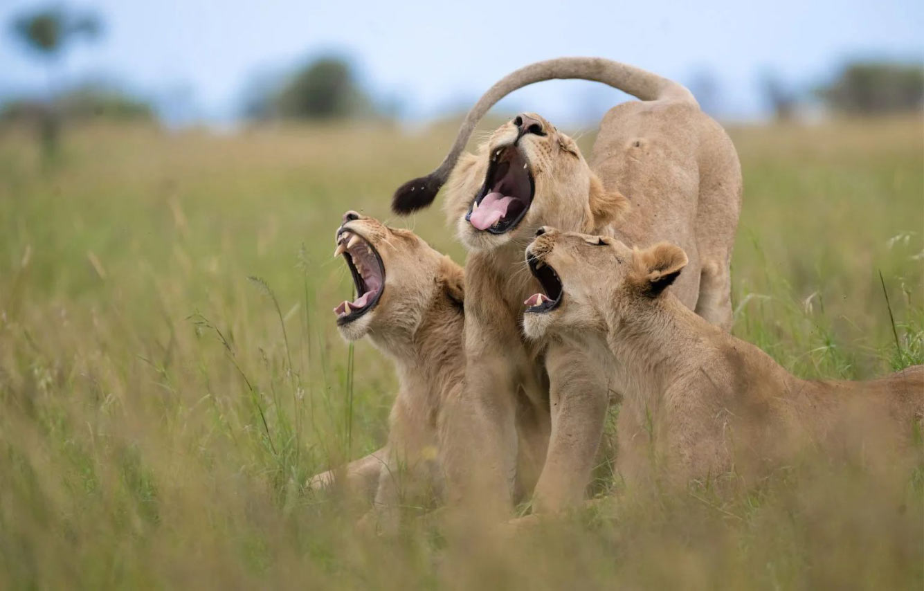 ������� Comedy Wildlife Photography Awards 2025