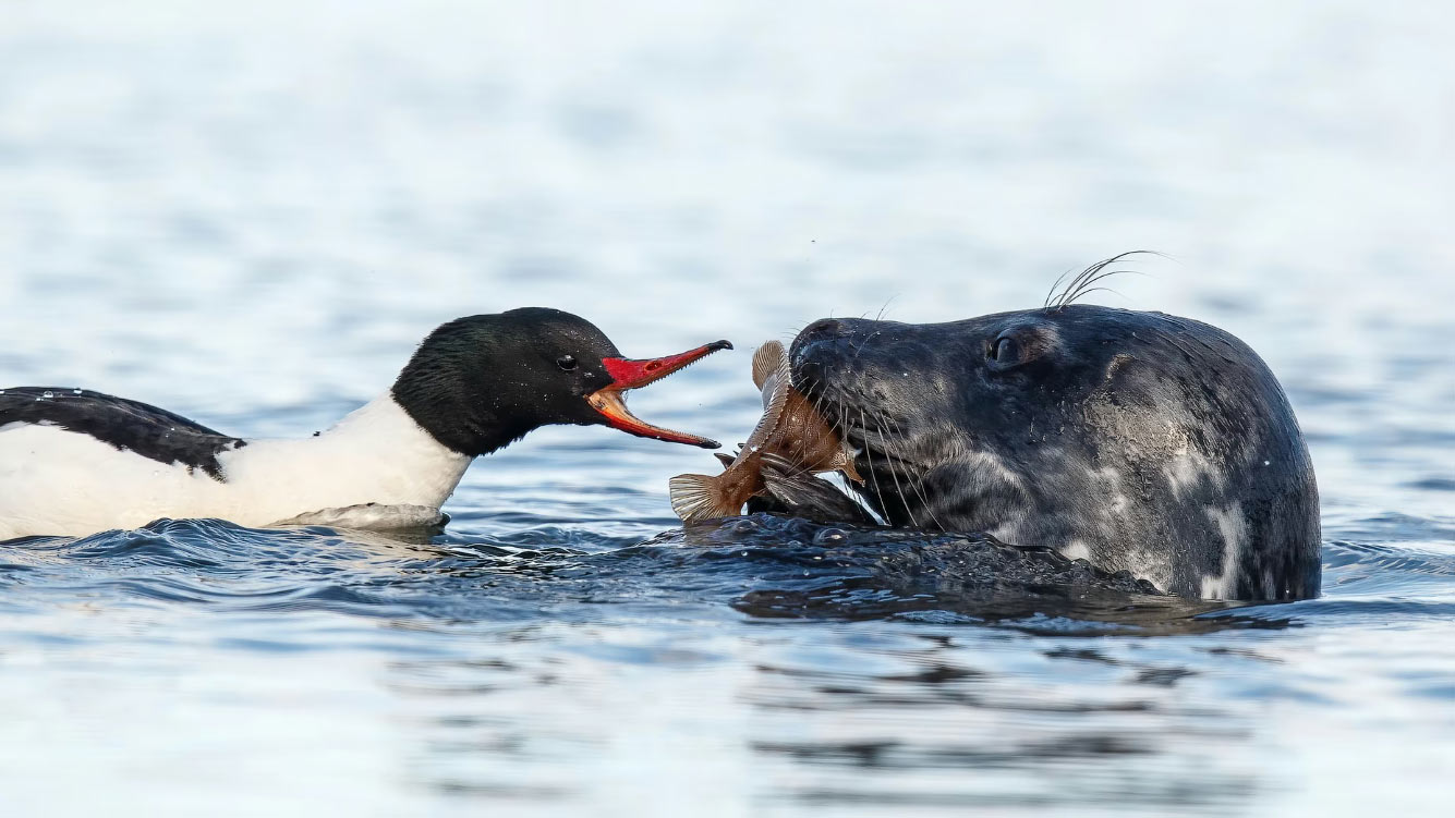 ������ ���������� ���� � �������� Audubon Photography Awards