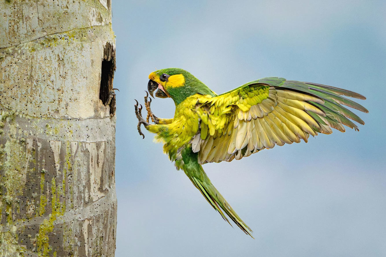 ������ ���������� ���� � �������� Audubon Photography Awards