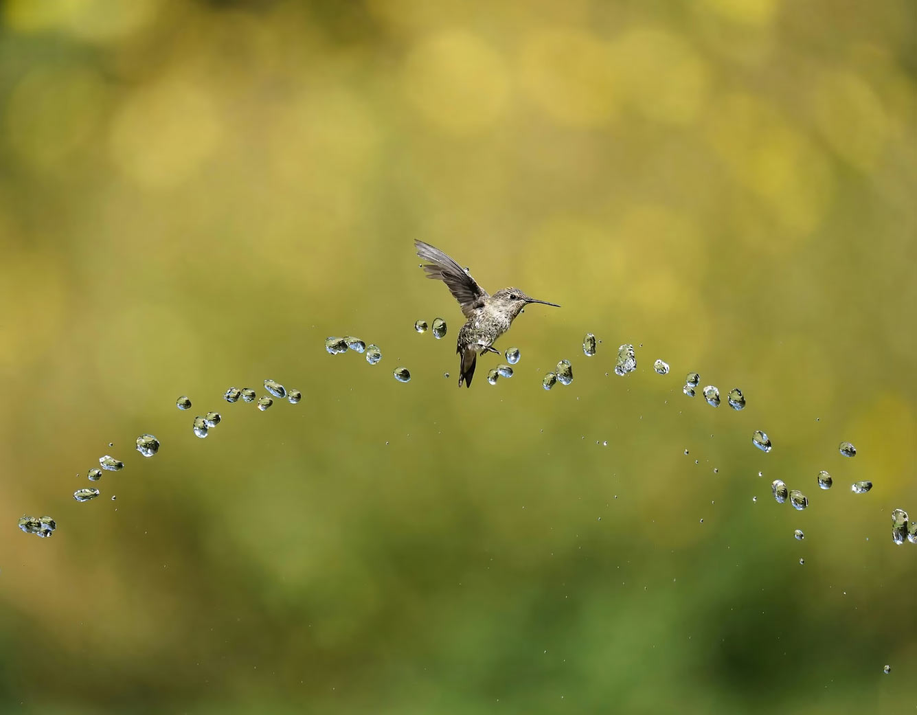 ������ ���������� ���� � �������� Audubon Photography Awards