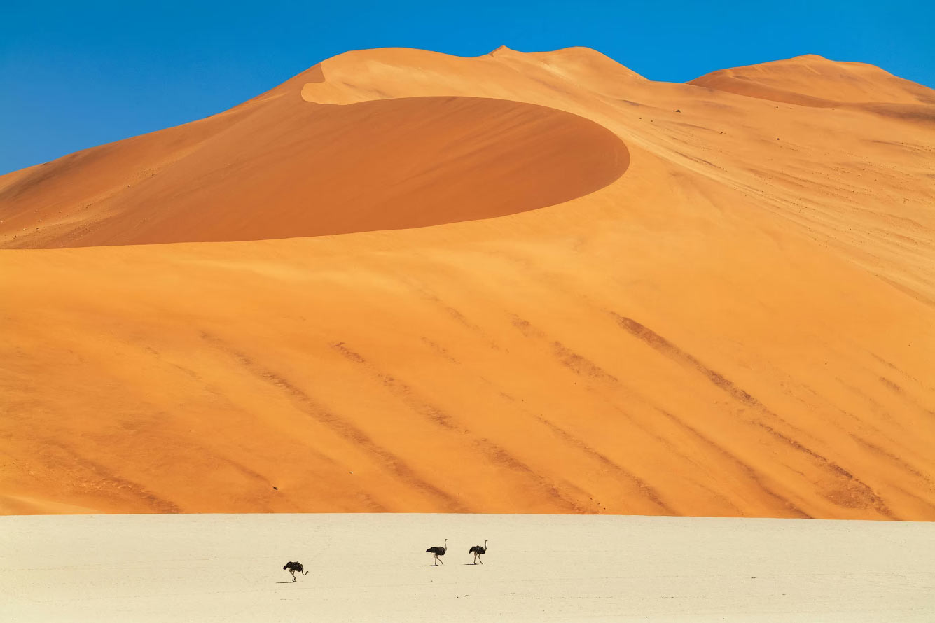 ������ ���������� ���� � �������� Audubon Photography Awards