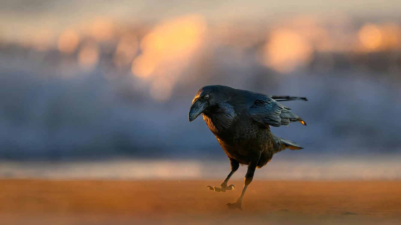 ������ ���������� ���� � �������� Audubon Photography Awards