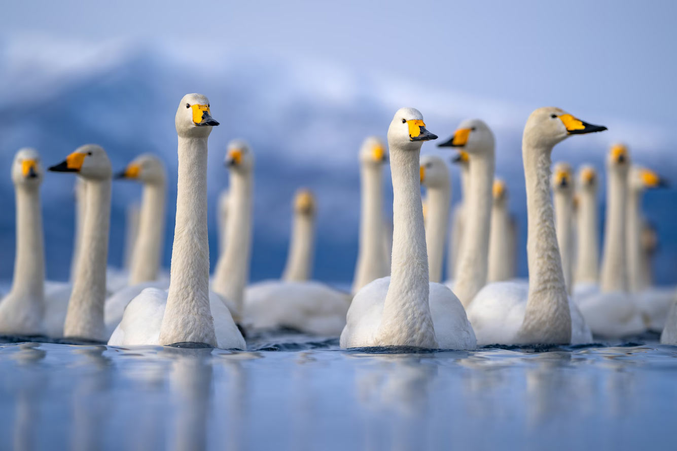 ������ ���������� ���� � �������� Audubon Photography Awards