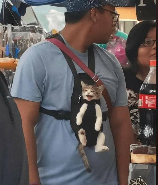 ���������� ��������