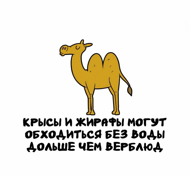 ���������� �����, ������� ������ � ����� �������� 