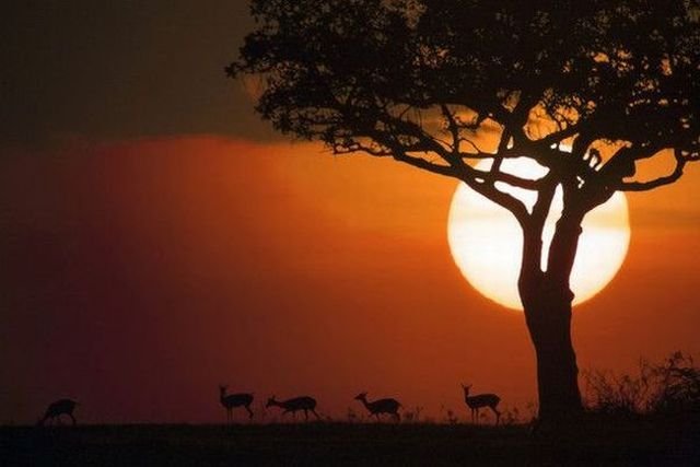 ���������� ��������