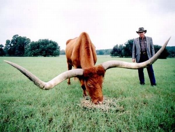 ���������� ��������